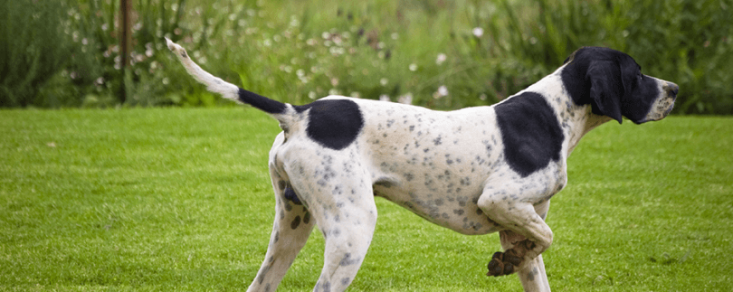 queue du chien