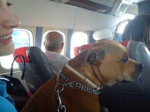 chien dans avion