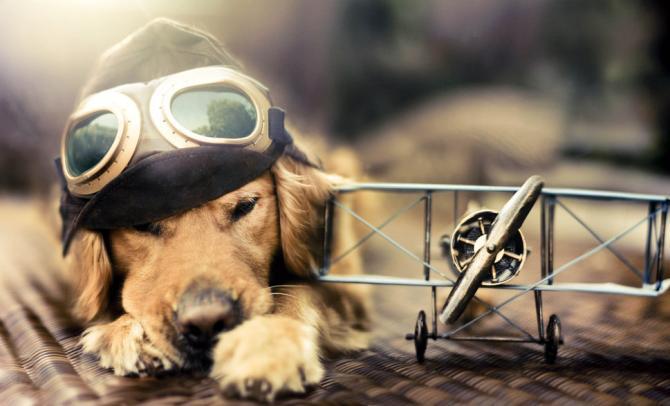 chien et avion