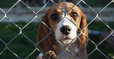 aider les chiens des refuges