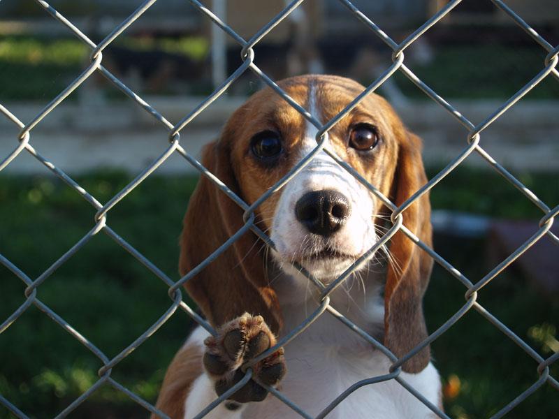 aider les chiens des refuges