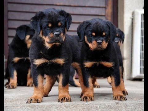 chiot rottweiler