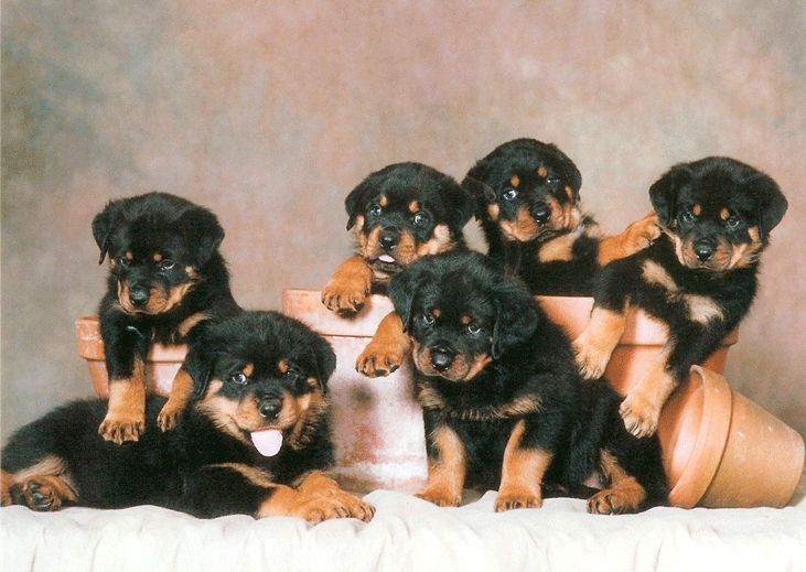 chiots rottweiler