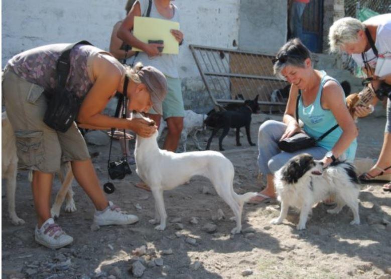 dons pour animaux en détresse