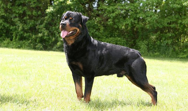 Le Rottweiler Fiche Descriptive De Ce Chien De Taille