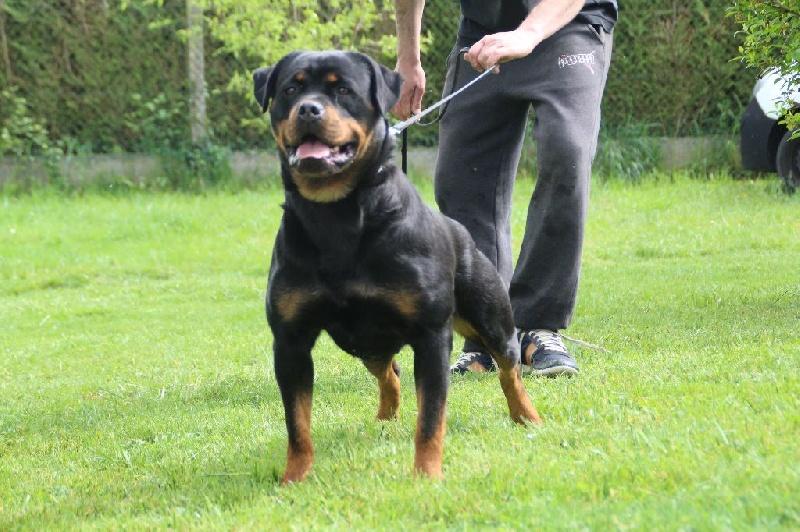 rottweiler dressage