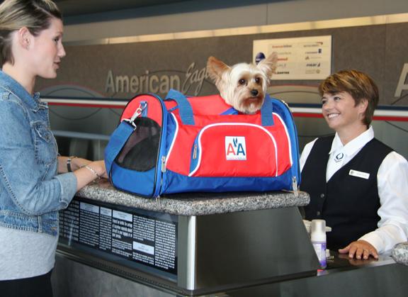 voyage du chien en avion