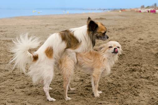 accouplement de la chienne