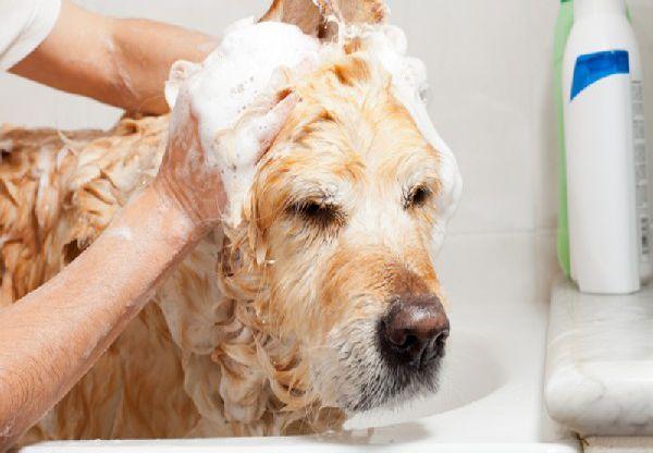 bain du chien