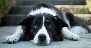 border collie