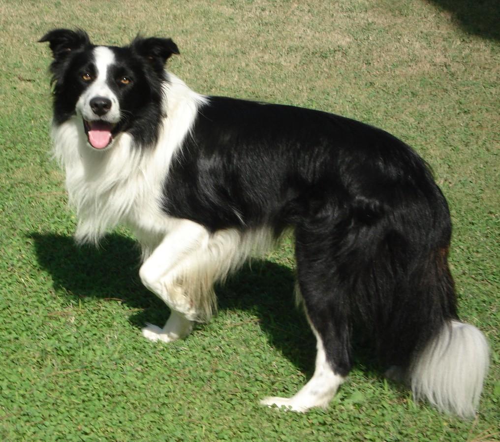 border collie