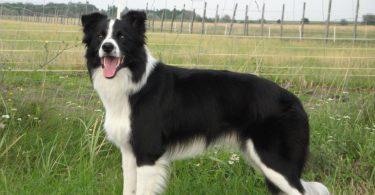 border collie