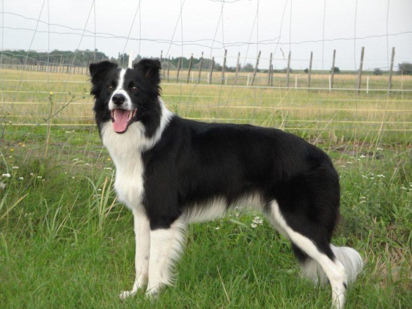 border collie