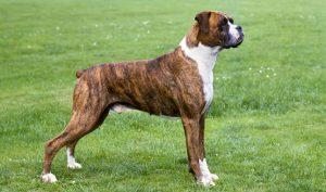 bullboxer taille grand ou petit