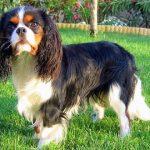 cavalier king charles