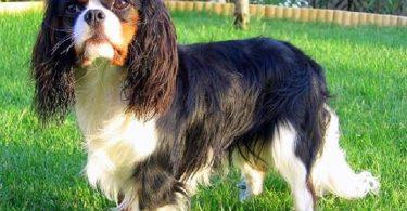 cavalier king charles