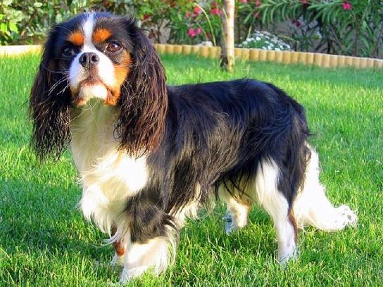 cavalier king charles