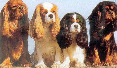 cavalier king charles