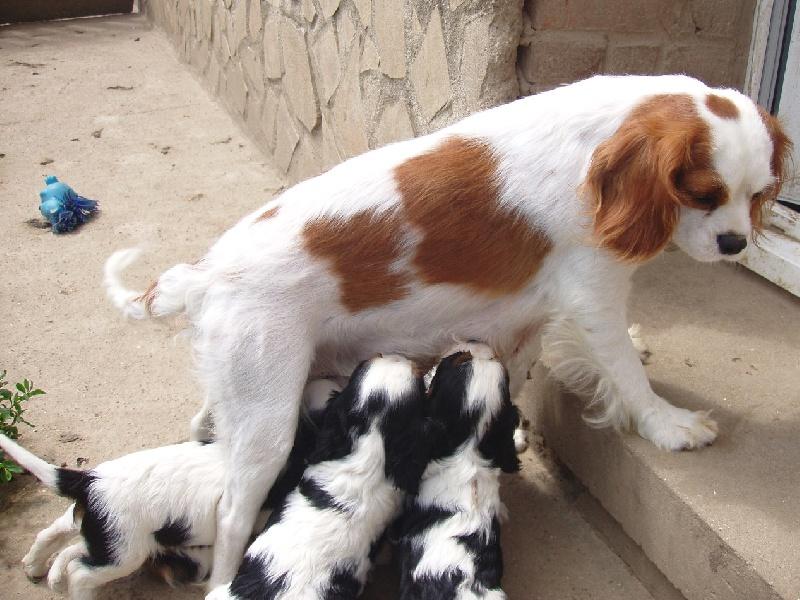 cavalier king charles