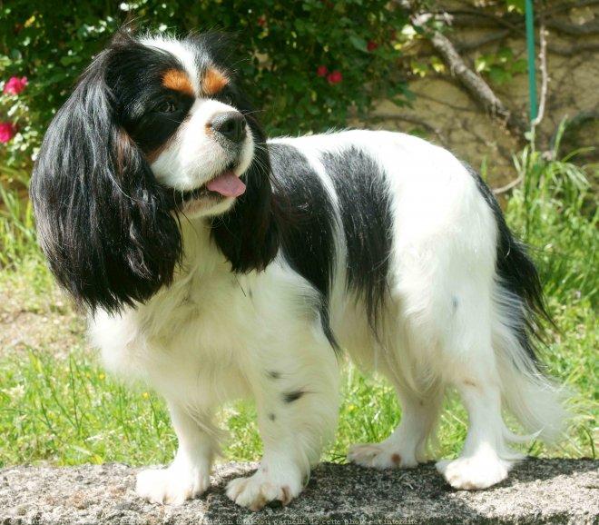 cavalier king charles