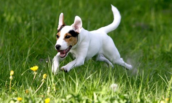 Comment savoir si son chien est en bonne santé ?