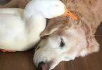 golden retriever et canard