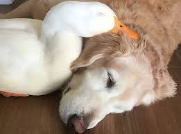 golden retriever et canard