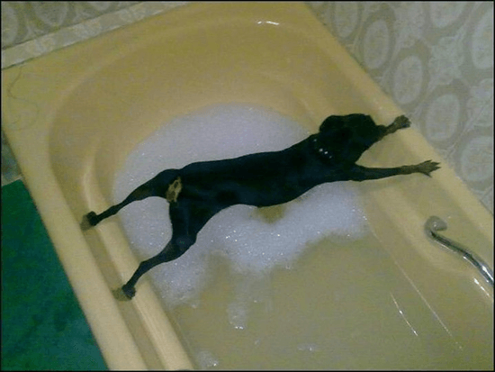 chien qui ne veut pas prendre son bain