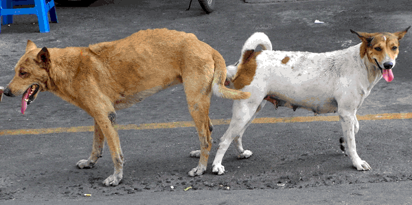 chiens collés après accouplement