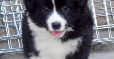 chiot border collie