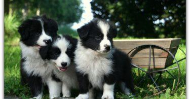 chiot border collie