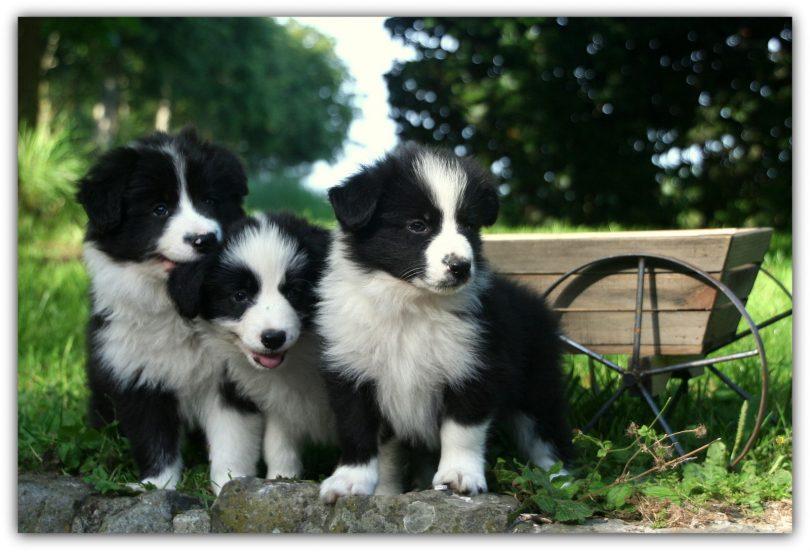 chiot border collie