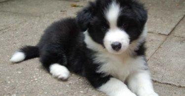 chiot border collie