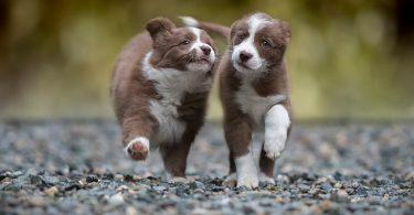 chiot border collie