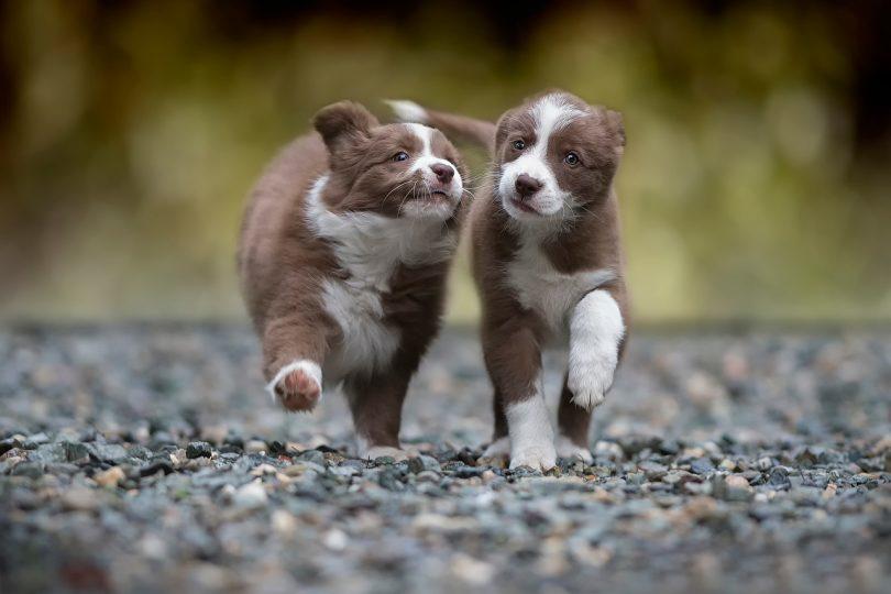 chiot border collie