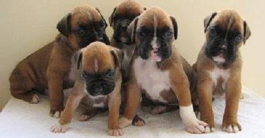 chiot boxer