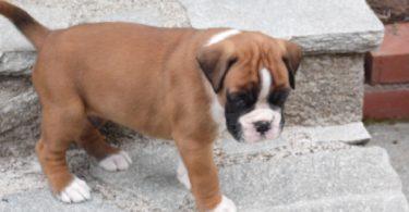 chiot boxer