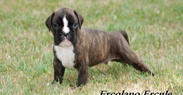 chiot boxer