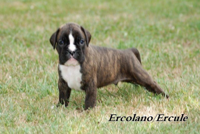 bullboxer taille grand ou petit