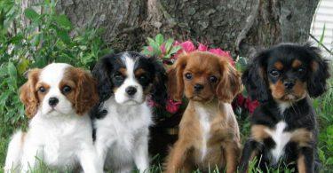 chiot cavalier king charles