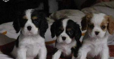 chiot cavalier king charles