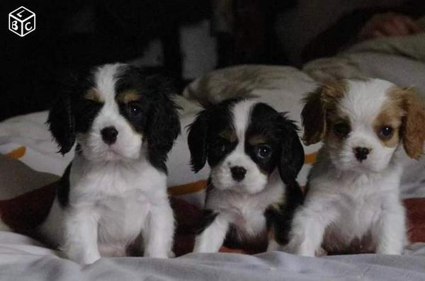 chiot cavalier king charles