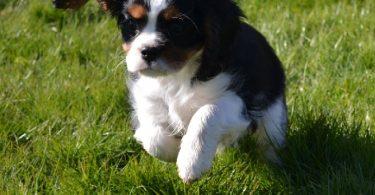 chiot cavalier king charles