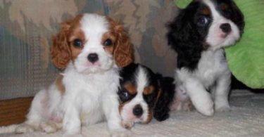 chiot cavalier king charles