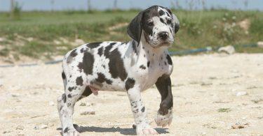 chiot dogue allemand