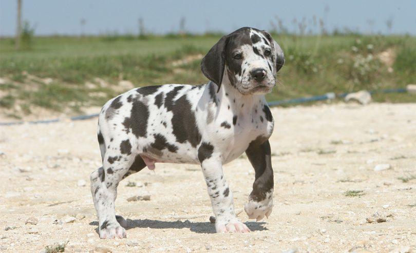 chiot dogue allemand