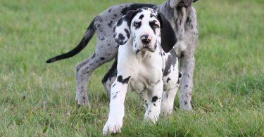 chiot dogue allemand