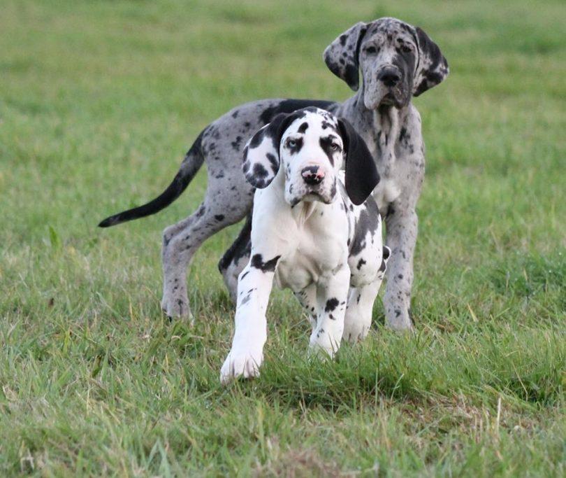 chiot dogue allemand