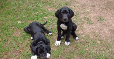 chiot dogue allemand