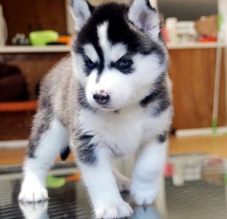 Le Husky Fiche Descriptive De Ce Chien De Taille Moyenne